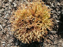 Tuya occidentalis Golden Tuffet