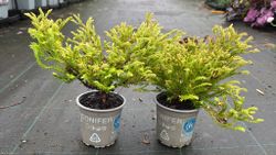 Tuya occidentalis Golden Tuffet