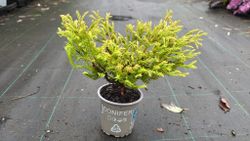 Tuya occidentalis Golden Tuffet