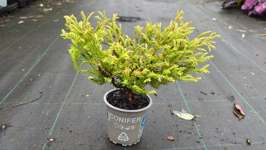 Tuya occidentalis Golden Tuffet