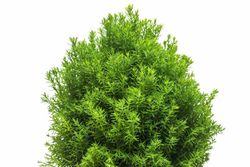 Tuya occidentalis "Teddy"