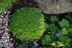 Tuya occidentalis "Teddy"