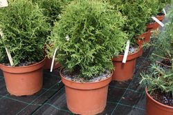 Tuya occidentalis Tiny Tim