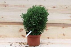 Tuya occidentalis Tiny Tim