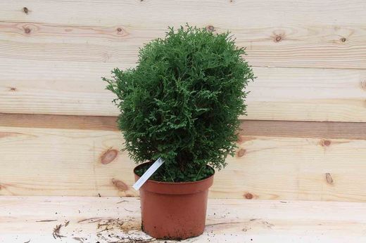Tuya occidentalis Tiny Tim