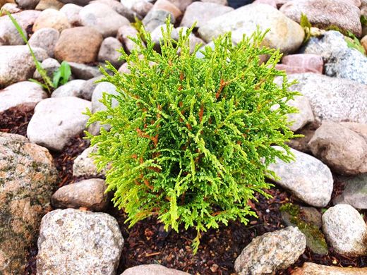Tuya occidentalis Tiny tim