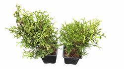 Tuya occidentalis Tiny Tim