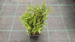Tuya occidentalis Tiny Tim