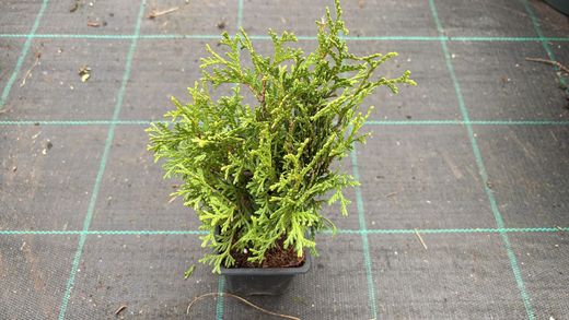 Tuya occidentalis Tiny Tim