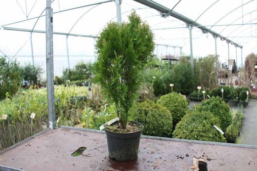 Tuya orientalis semperaurea en pot 3L