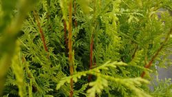 Tuya verde gelderland, Thuja plicata "Gelderland"