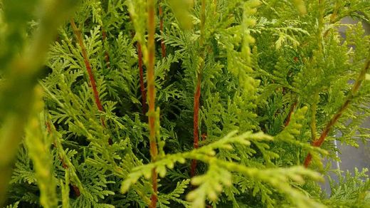 Tuya verde gelderland, Thuja plicata "Gelderland"