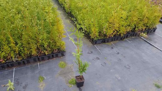 Tuya verde gelderland, Thuja plicata "Gelderland"
