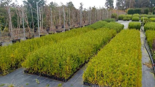 Thuya vert Gelderland, Thuja plicata "Gelderland"