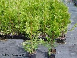 Tuya verde gelderland, Thuja plicata "Gelderland"