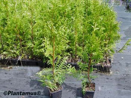 Tuya verde gelderland, Thuja plicata "Gelderland"