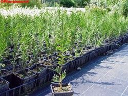 Tuya verde, Thuja plicata atrovirens 30 cm de alto