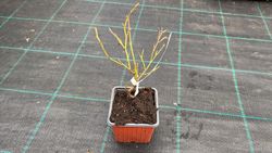 Vaccinium corymbosum "Flamingo"