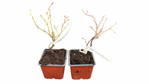Vaccinium corymbosum "Flamingo"