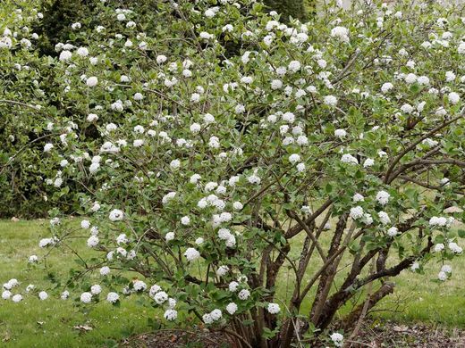 Viburnum 'Burkwoodii'