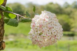 Viburnum 'Burkwoodii'