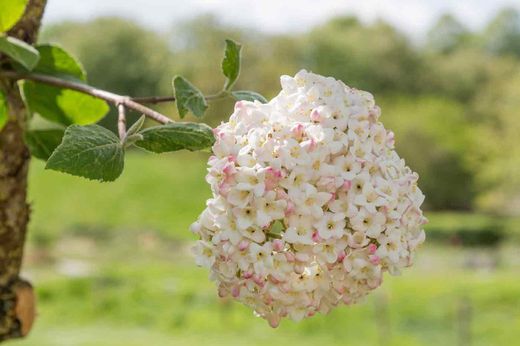 Viorne 'Burkwoodii'