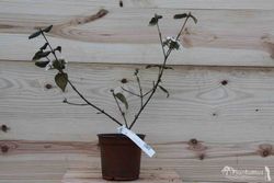Viburnum 'Burkwoodii'