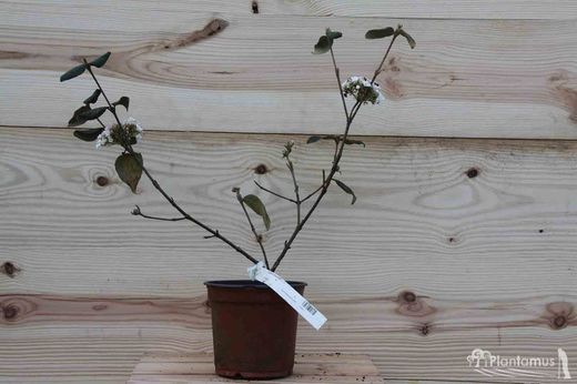 Viburnum 'Burkwoodii'