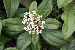 Viburnum davidii en pot 1L