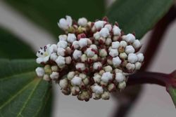 Viburnum davidii en pot 1L