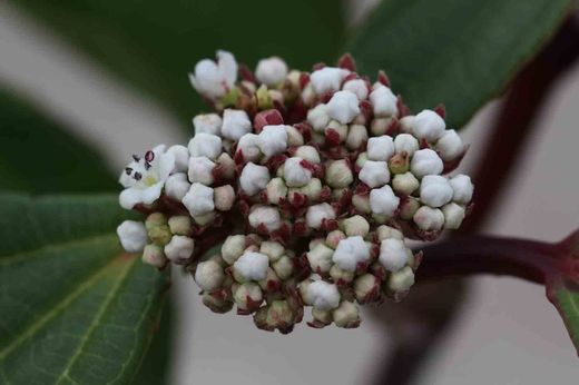 Viburnum davidii en pot 1L