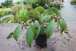 Viburnum davidii en pot 1L