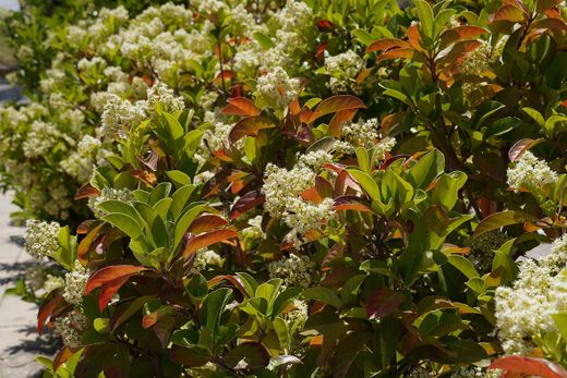 Viburnum lucidum - viburno