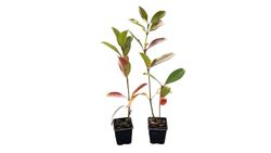 Viburnum lucidum - viburno