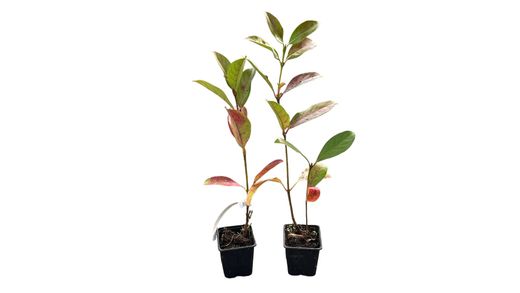 Viburnum lucidum - viburno