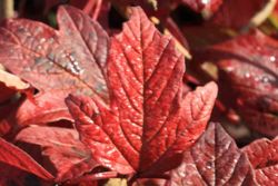 Viburnum opulus 'Roseum'