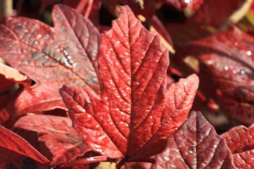Viburnum opulus 'Roseum'