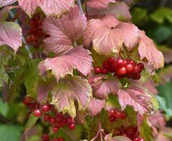 Viburnum opulus 'Roseum'