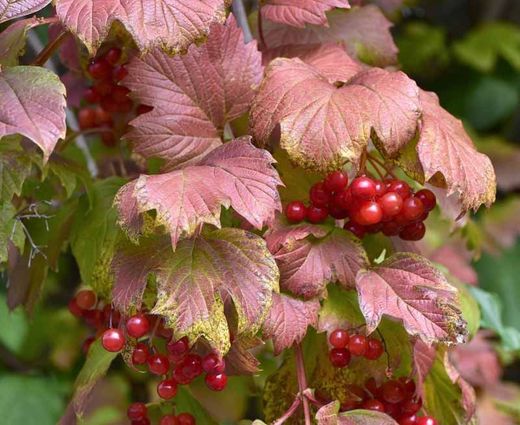 Viburnum opulus 'Roseum'