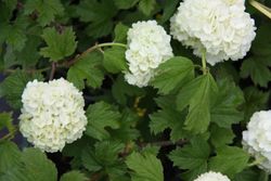 Viburnum opulus 'Roseum'