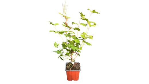 Viburnum opulus "Roseum"