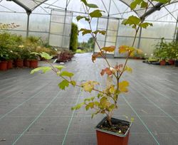 Viburnum opulus 'Roseum'