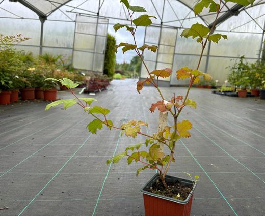 Viburnum opulus 'Roseum'