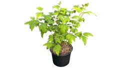 Viburnum opulus "Roseum"