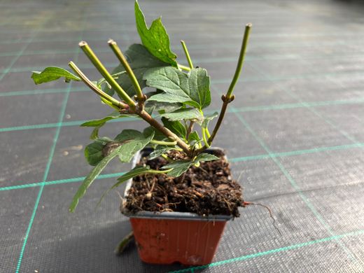 Viburnum opulus 'Roseum'