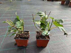 Viburnum opulus 'Roseum'