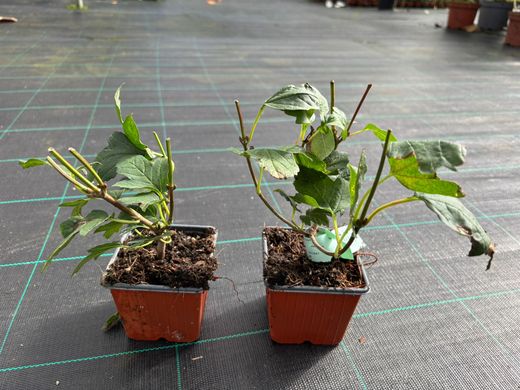 Viburnum opulus 'Roseum'