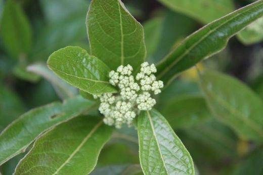 Viburnum plicatum 'Pink beauty', flor blanca y rosa