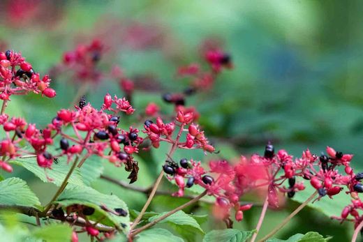 Viburnum plicatum 'Pink beauty', flor blanca y rosa