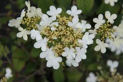 Viburnum plicatum 'Flocos de neve de verão', flor branca